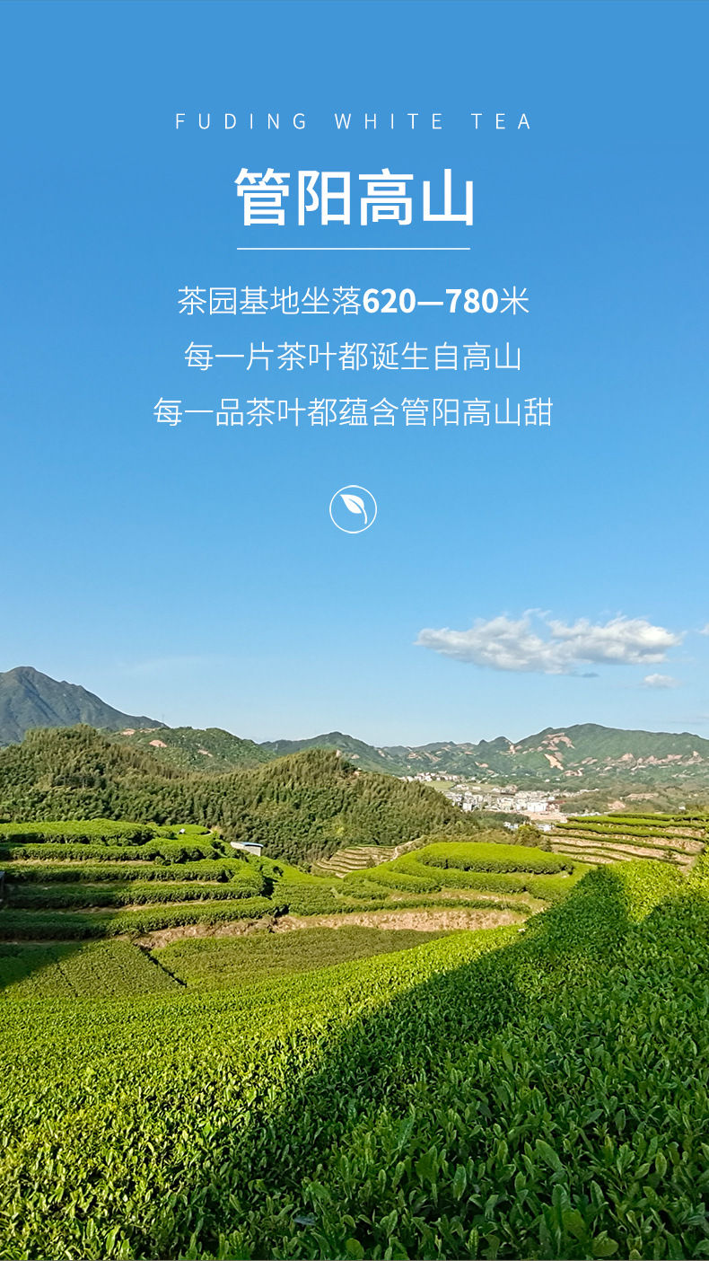 Thumbnail: Fu Ding Guan Yang White Tea , Chinese tea farm wholesale