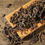 Thumbnail: Pu-erh Acient Tree Tea/The Story of a Leaf