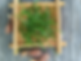 Thumbnail: Pine Needle Tea,Chinese Herbal Tea Wholesale