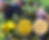 Thumbnail: Dried Lemon,Chinese Herbal Tea Wholesale