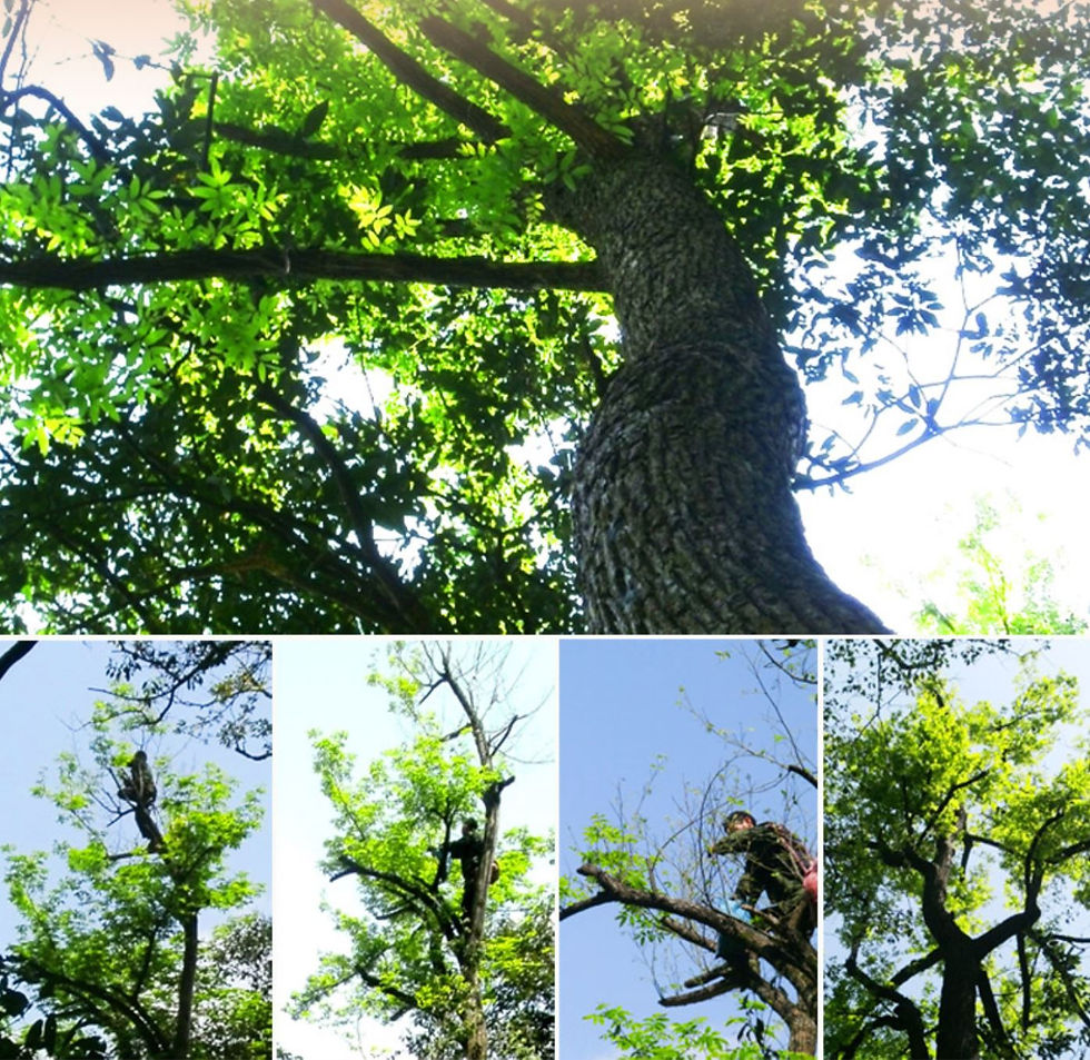 Miniaturbild: Cyclocarya Paliurus Tea, Chinese Herb  Wholesale