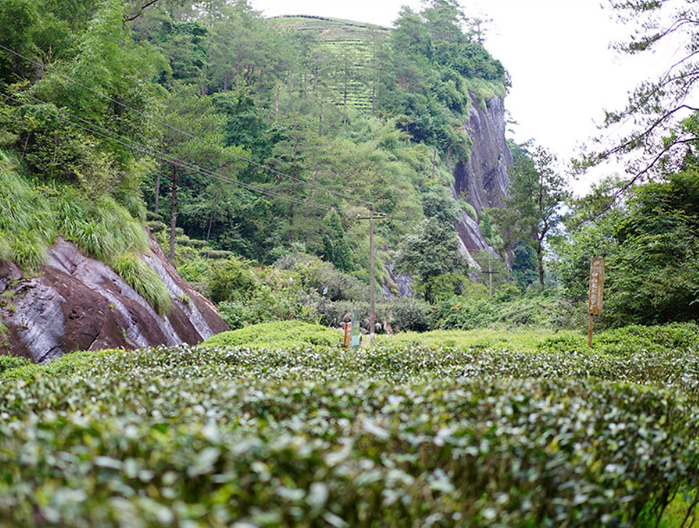 Thumbnail: Niulan Pit Rougui Tea,Wuyi Famous Tea Bushes( Ming Cong)