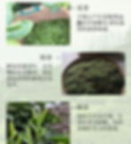 Thumbnail: Mt.Jiuhua Buddha Tea/Jiuhua Fo Cha,Anhui Green Tea