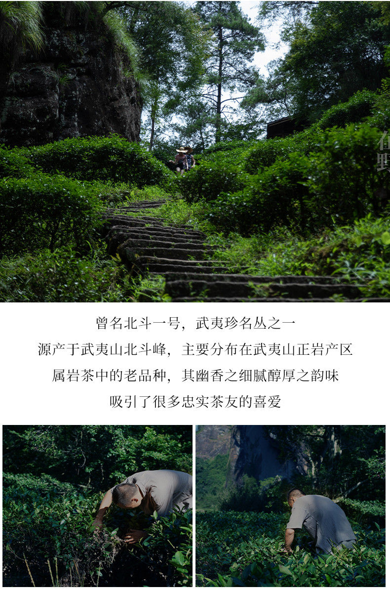 Thumbnail: Wuyi Bei Dou Tea(Rare Tea) Wuyi Rock Tea Wholesale