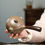 Миниатюра: Yixing Purple Clay Teapot/Yixing Handmade Zisha Teapot