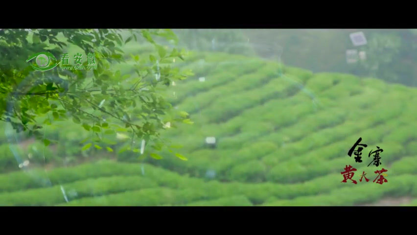 Miniatura: Huo Shan Huang Da Cha, Chinese Yellow Tea Wholesale