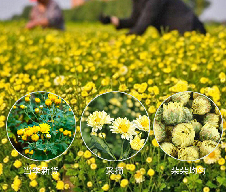 Thumbnail: Tongxiang TaiJu/Chrysanthemum tea，Chinese Herbal Tea Wholesale