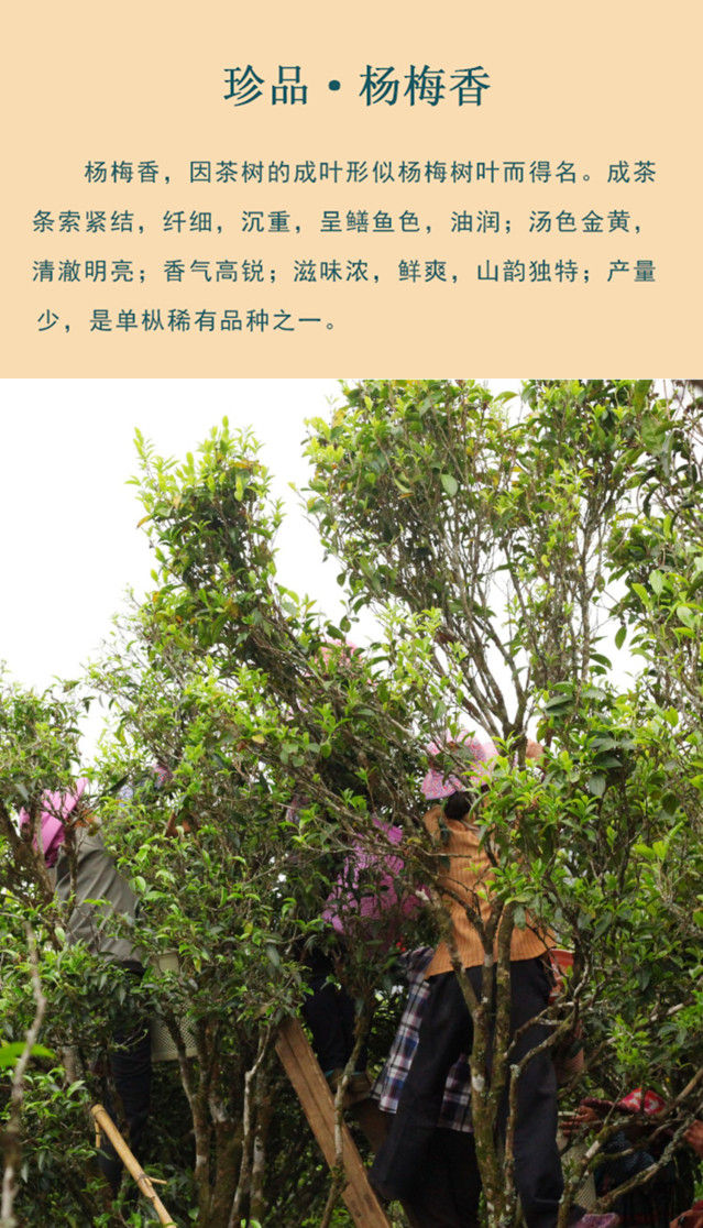 Miniature : YangMeiXiang Dancong(Rare Tea), Feng Huang Dan Cong Oolong Tea Wholesale