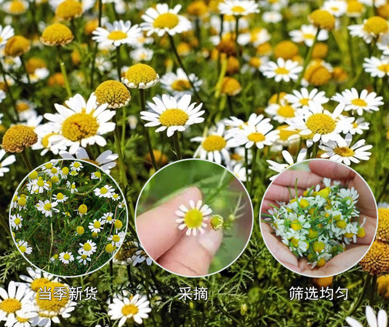 Thumbnail: Chamomile Flower,Chinese Herbal Tea Wholesale