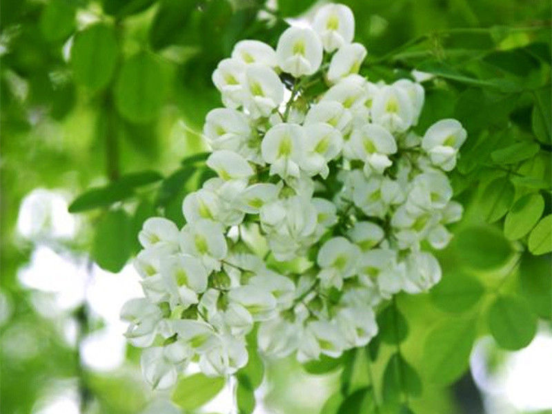 Miniatura: Sophora Flower Bud(Huaimi),Chinese Herbal Tea Wholesale