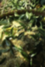 Thumbnail: Osthmanthus Scented Keemun Black Tea