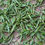 Thumbnail: Putuo Buddha Tea , High-end Handmade Green Tea