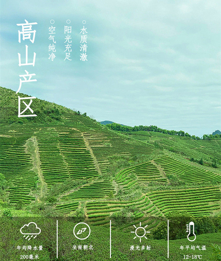 Thumbnail: Ying De Green Tea/Ying Zhou No.1 Tea