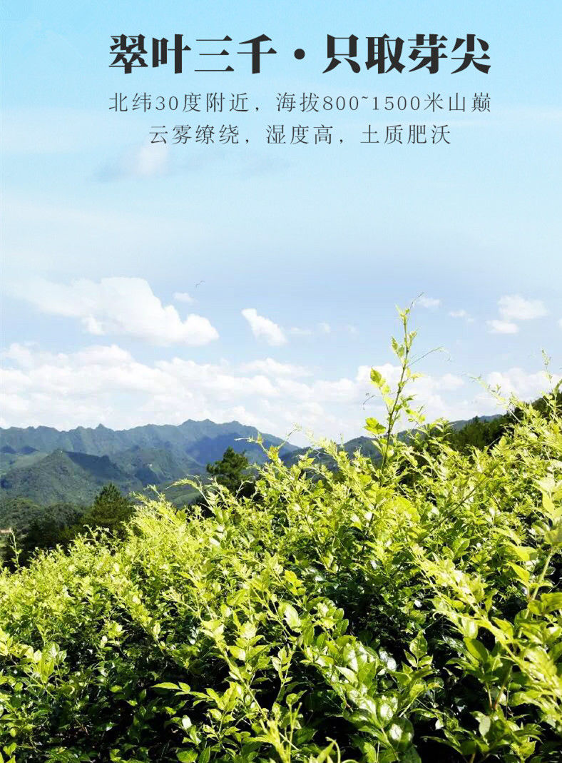 Миниатюра: Vine tea / Moyeam tea, Chinese Herb