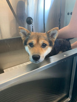 Mika in our self-serve dog wash tub!