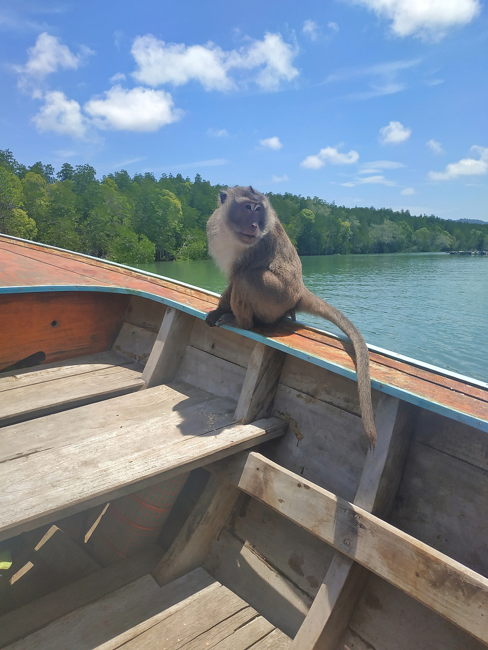 Koh Lanta monkeys, Thailand