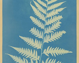 Dischsonia arborescens small.jpeg