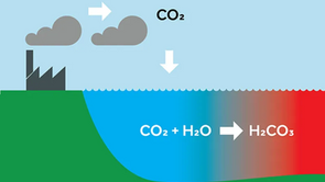 Global Warming’s Evil Twin: How Ocean Acidification Has an Affect On Marine Life 