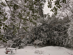 Winter Wonderland Jan 2021.jpg