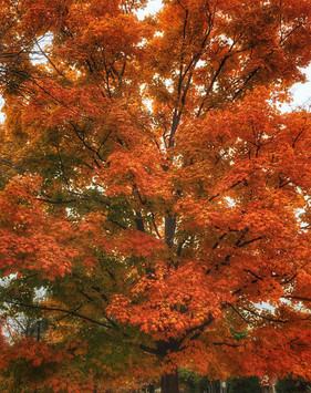 autumn.jpeg