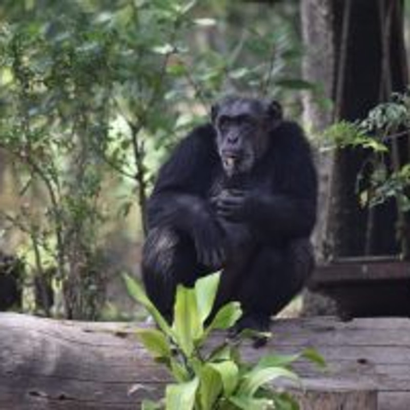 World Chimpanzee Day Quiz By Nehru Zoological Park