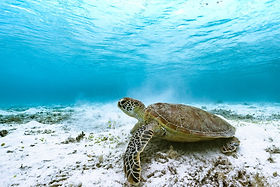 green-turtle-7133765_1280.jpg