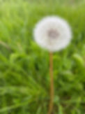 Mark's Dandelion.jpg