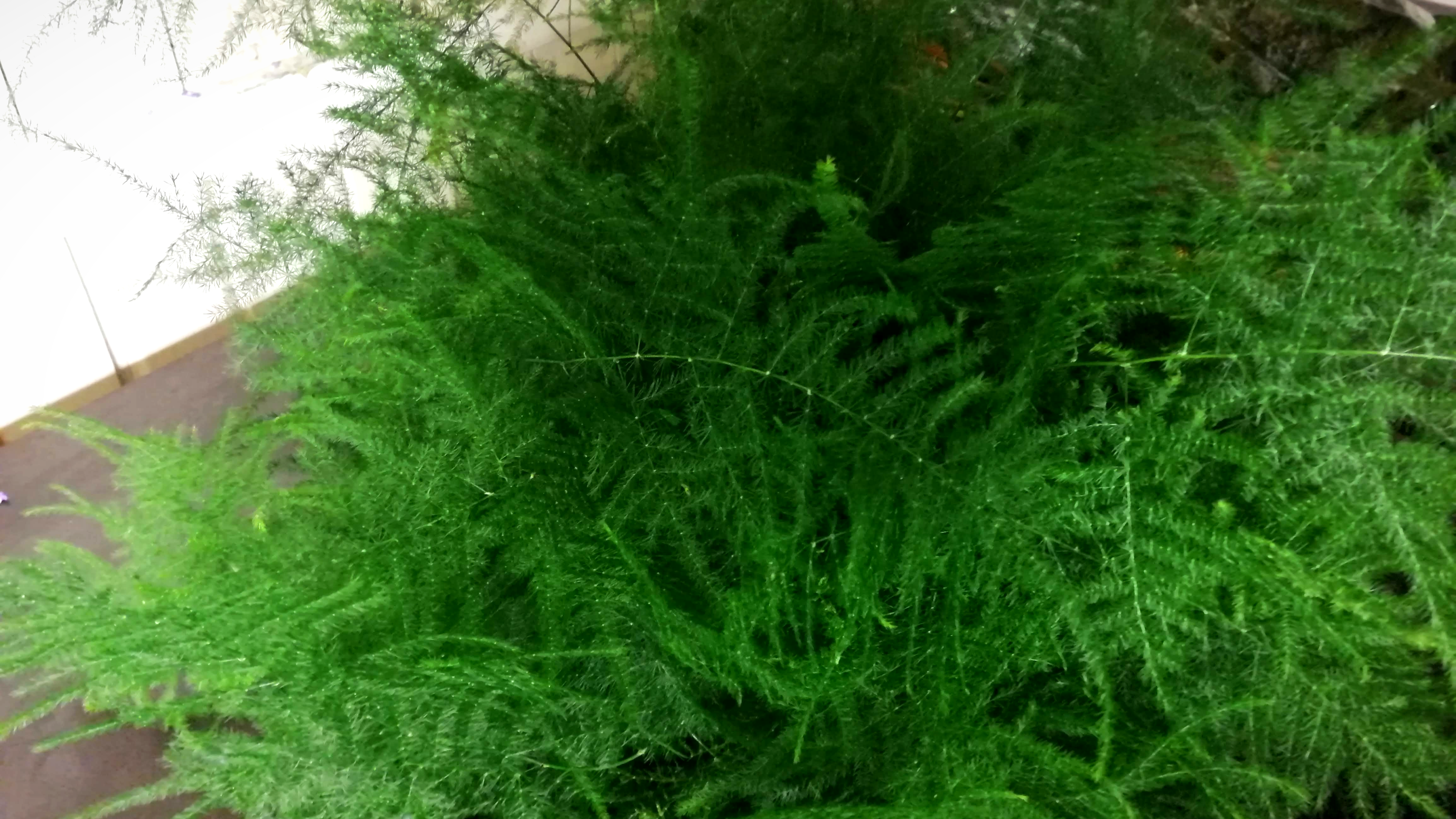 Fjädersparris asparagus