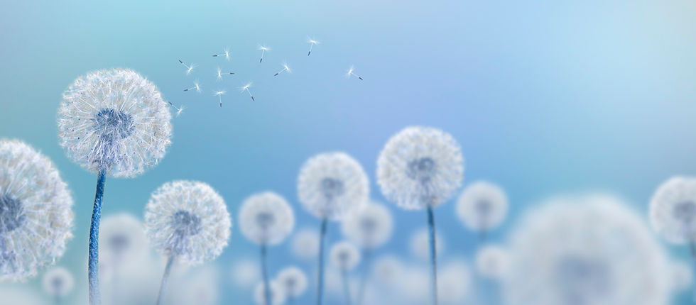 white dandelions on blue background, wid