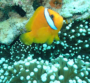 clown fish
