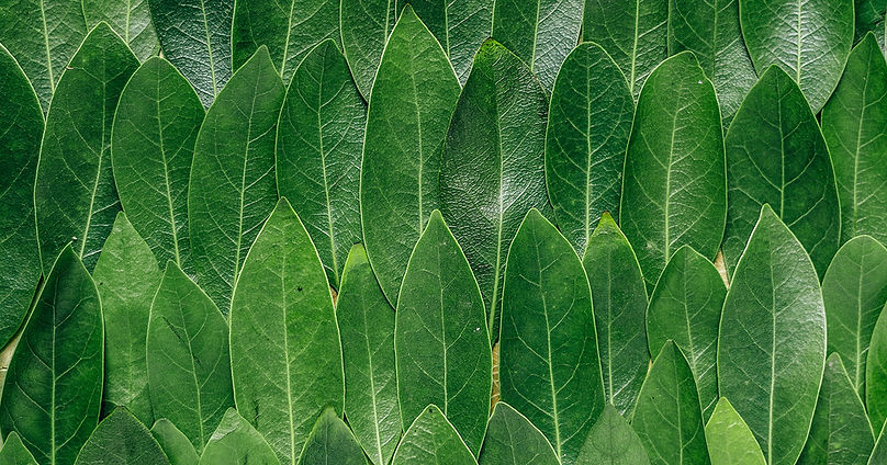 green leaves