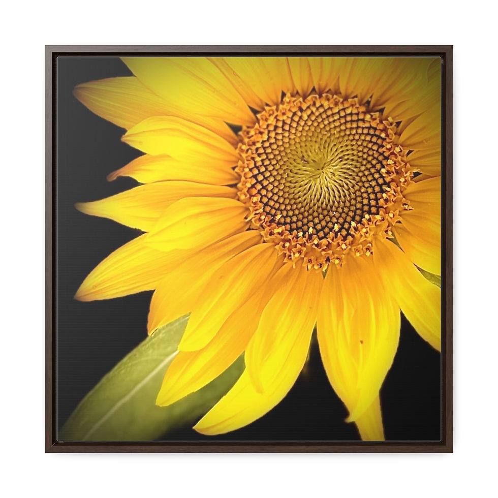 Thumbnail: Sun flower on canvas, Square Frame - #1