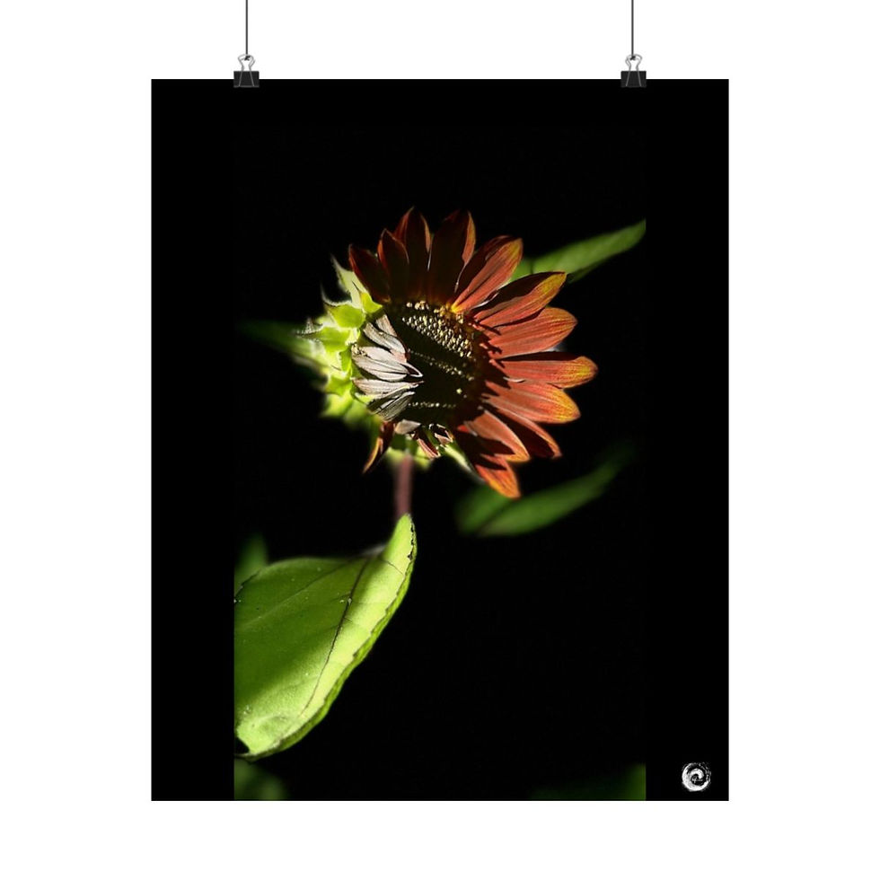 Thumbnail: 2024 Sunflower  - #5