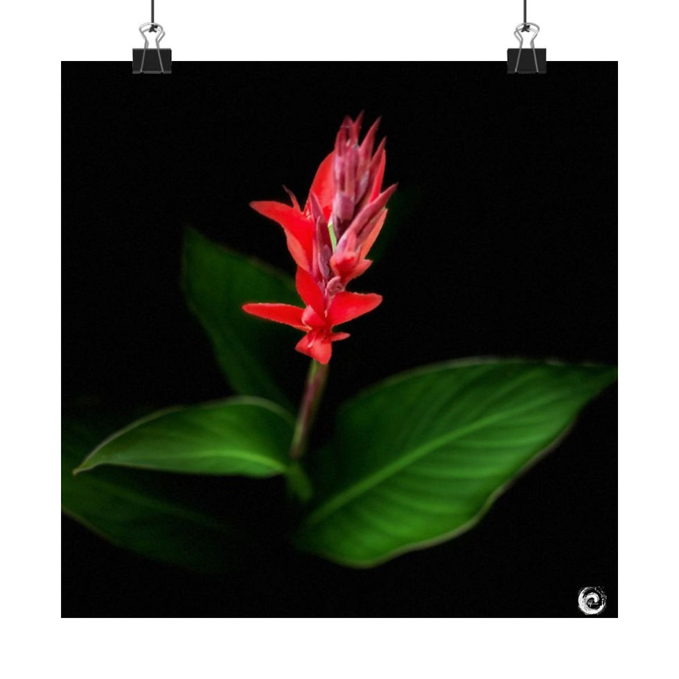 Thumbnail: 2024 Sunflower  - #10