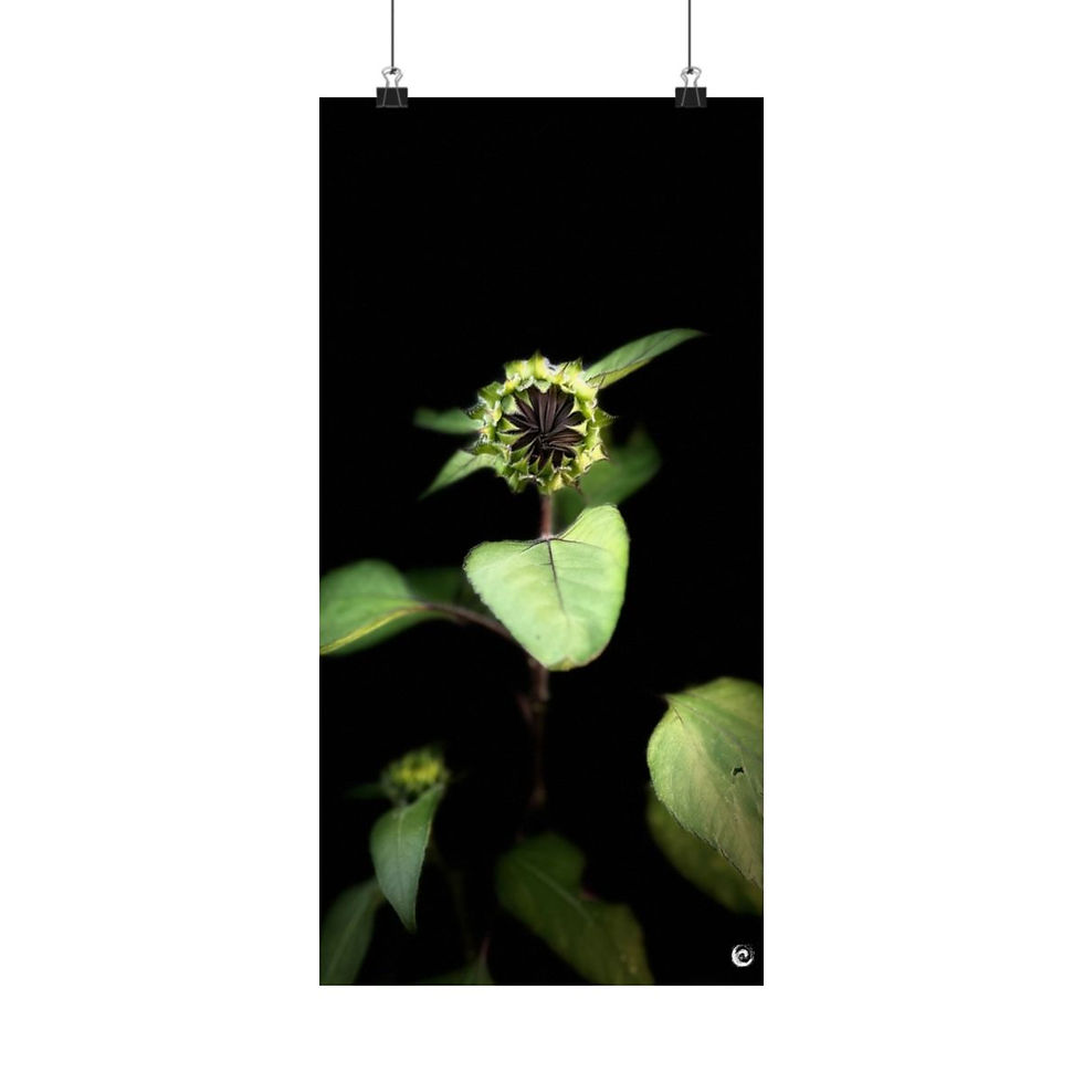 Thumbnail: 2024 Sunflower  - #6