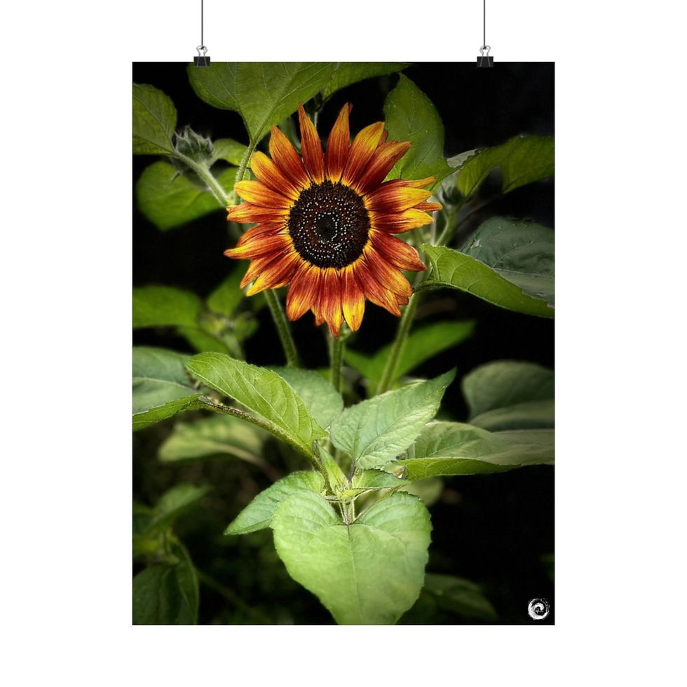 Thumbnail: 2024 Sun flower Poster - #11