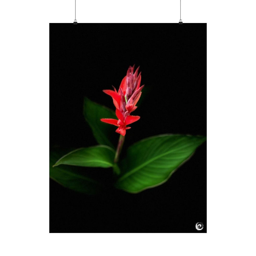 Thumbnail: 2024 Sunflower  - #10