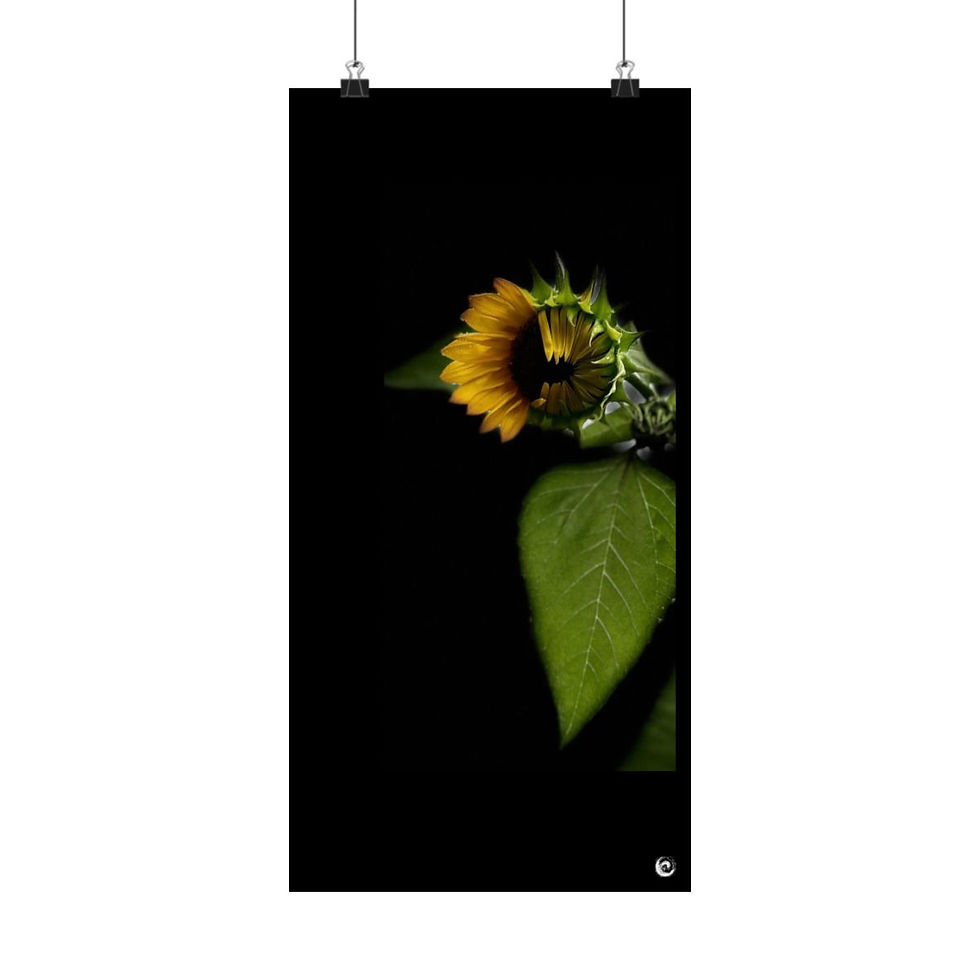 Thumbnail: 2024 Sunflower  - #1