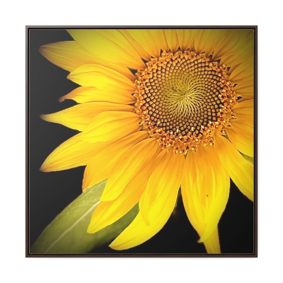 Thumbnail: Sun flower on canvas, Square Frame - #1