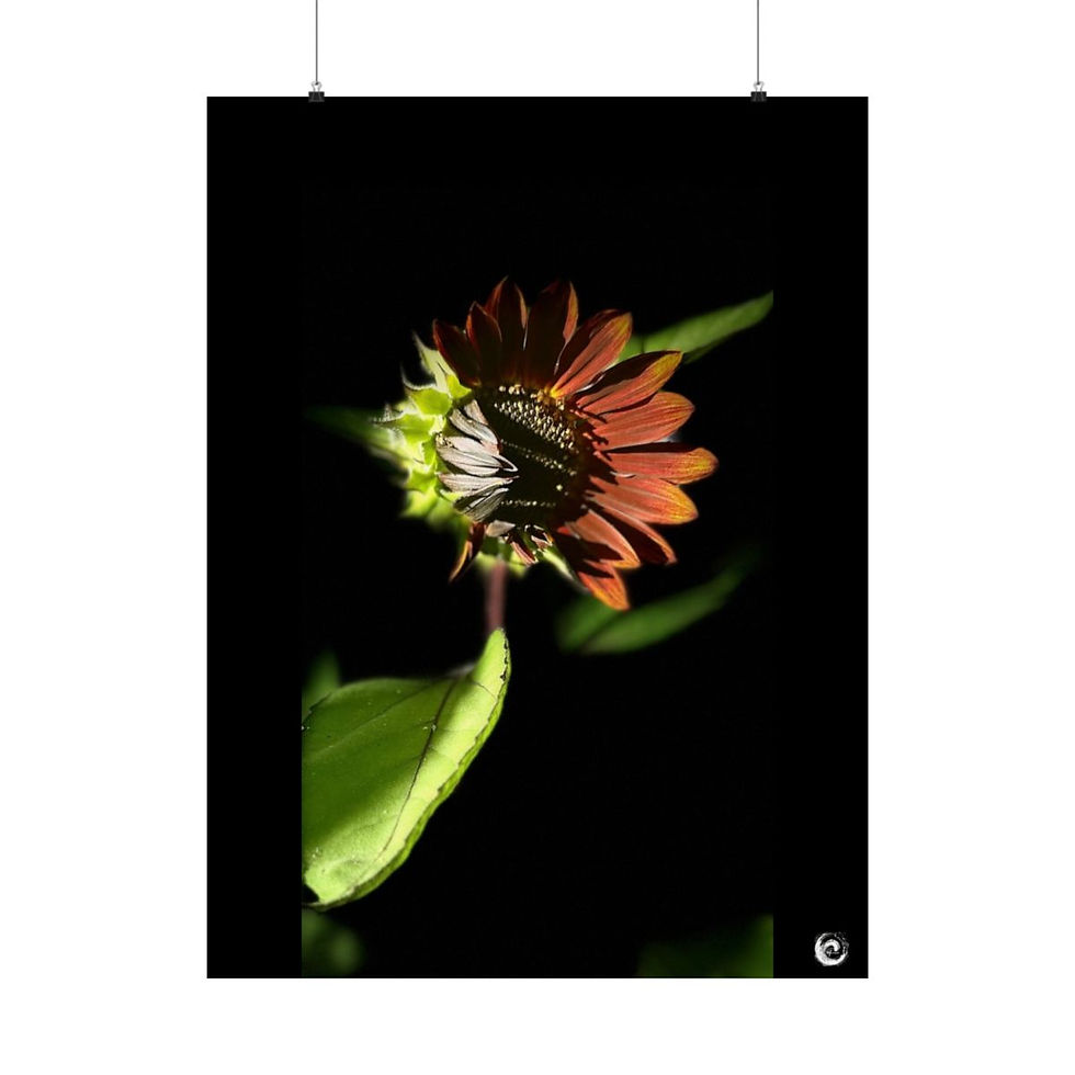 Thumbnail: 2024 Sunflower  - #5