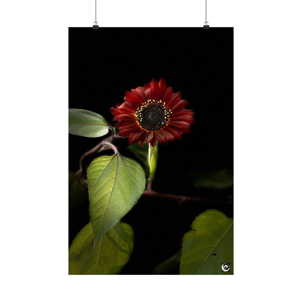 Thumbnail: 2024 Sunflower  - #7