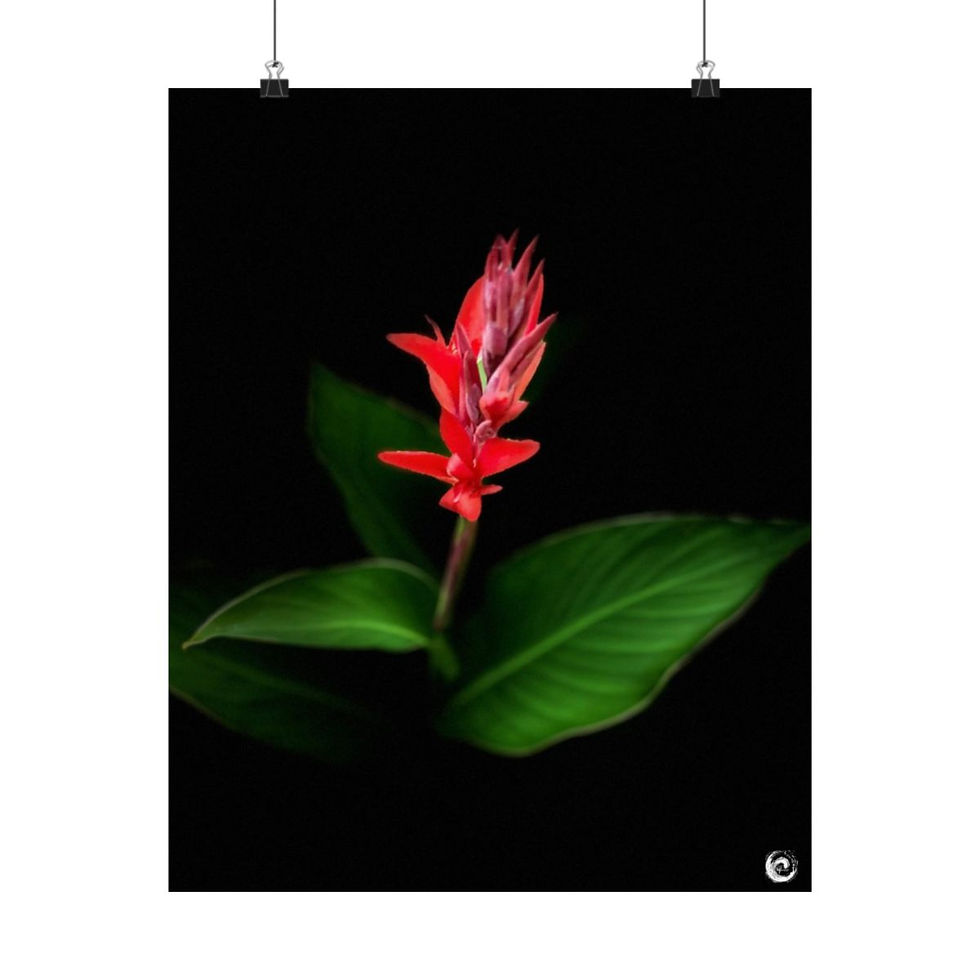 Thumbnail: 2024 Sunflower  - #10