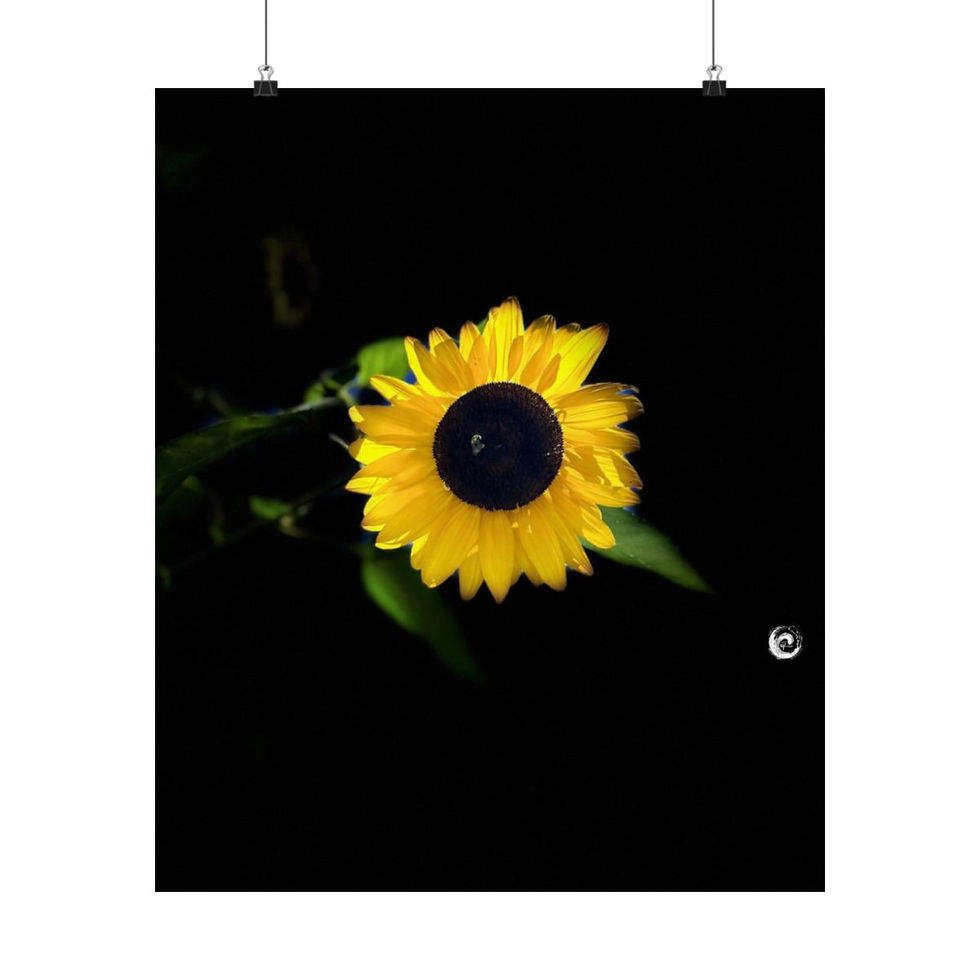 Thumbnail: 2024 Sunflower  - #2