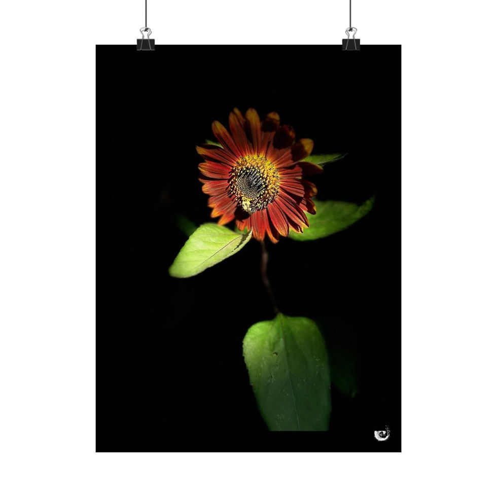 Thumbnail: 2024 Sunflower  - #4