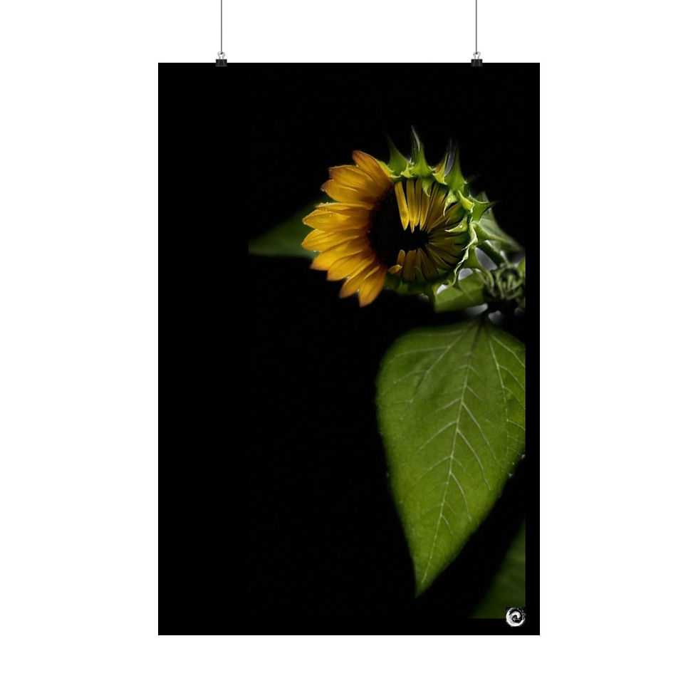 Thumbnail: 2024 Sunflower  - #1