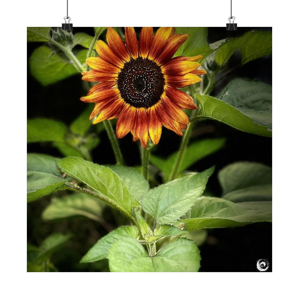 Thumbnail: 2024 Sun flower Poster - #11