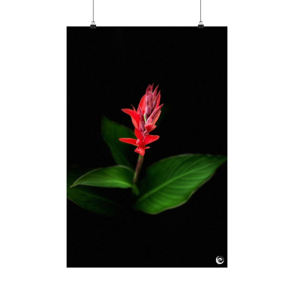 Thumbnail: 2024 Sunflower  - #10