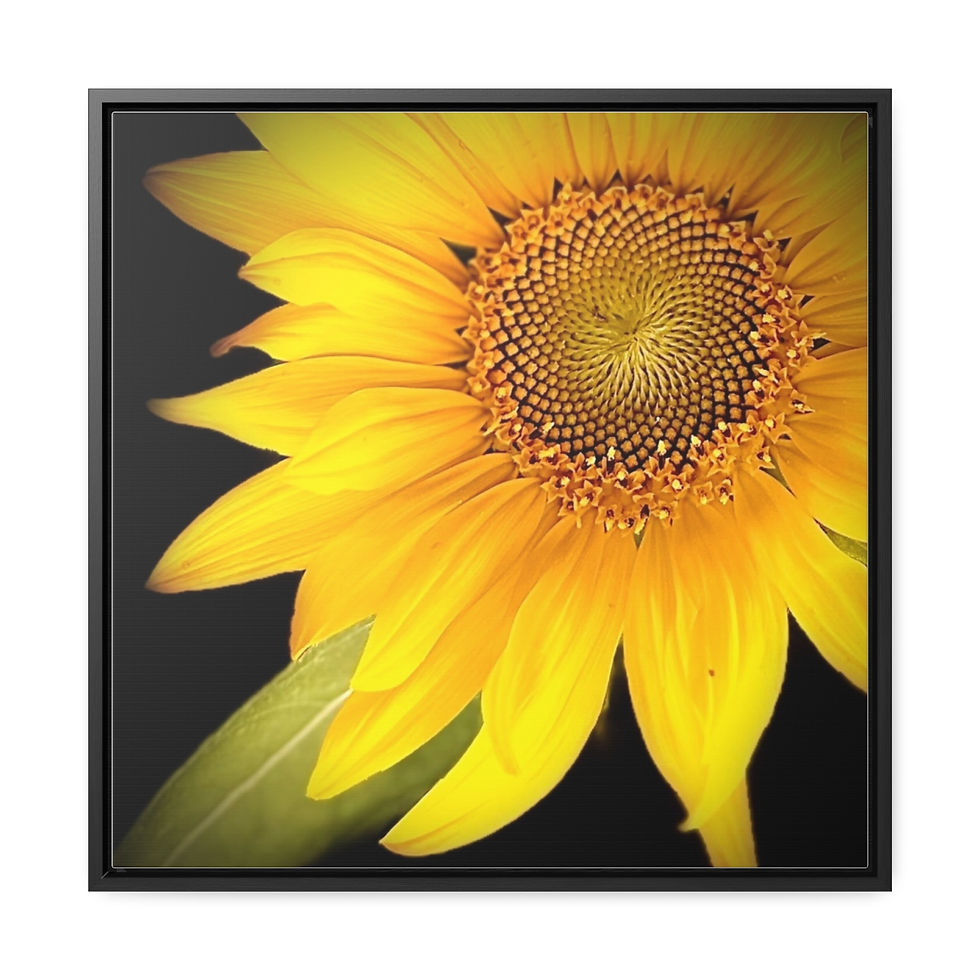 Thumbnail: Sun flower on canvas, Square Frame - #1