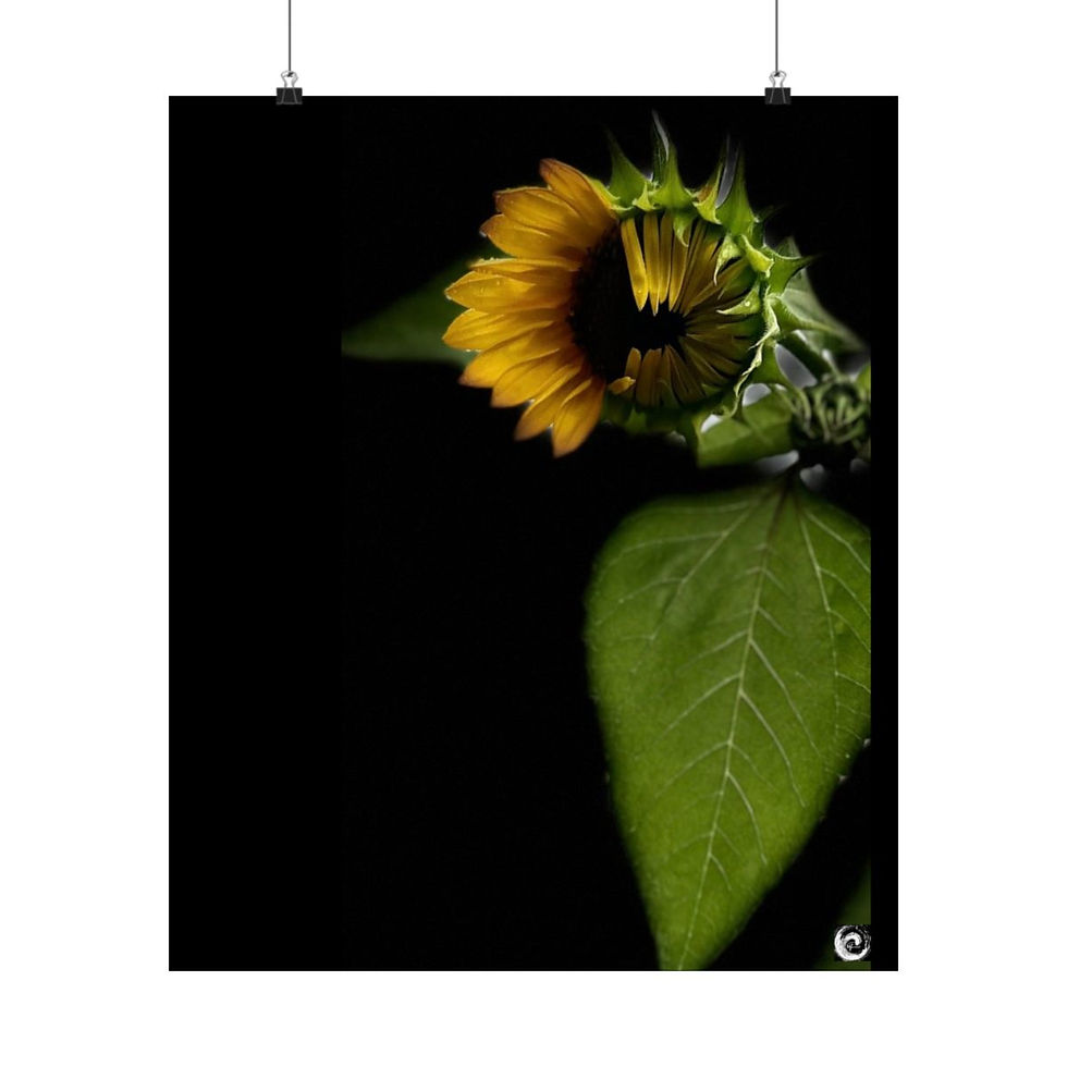 Thumbnail: 2024 Sunflower  - #1