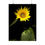 Thumbnail: 2024 Sunflower Poster - #12